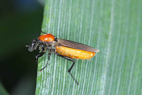 Leń ogrodowy (Bibio hortulanus)