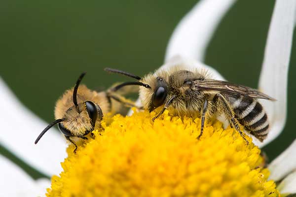 Lepiarka jedwabniczka (Colletes daviesanus)