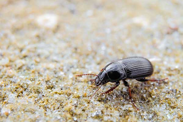 Łokaś garbatek (Zabrus tenebrioides)