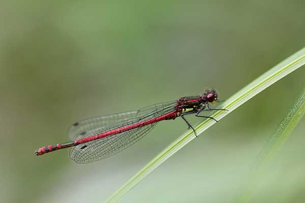 Łunica czerwona (Pyrrhosoma nymphula)