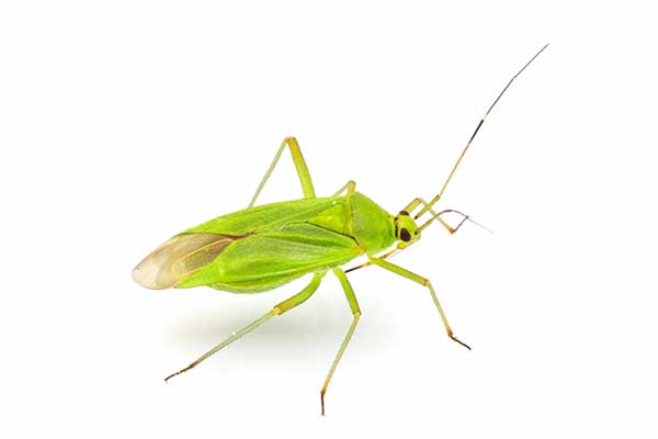 (Lygocoris pabulinus)