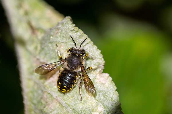 Makatka zwyczajna, makatka zbójnica (Anthidium manicatum)