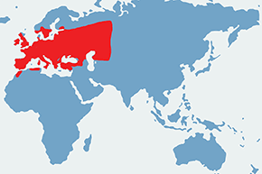 Łątka dzieweczka – mapa występowania na świecie