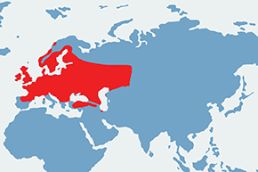 Pałątka pospolita – mapa występowania na świecie