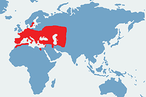 Straszka pospolita - mapa występowania na świecie