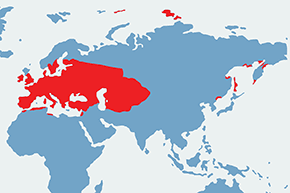 Szablak krwisty – mapa występowania na świecie