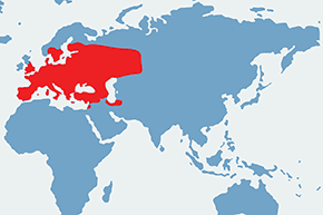 Ważka płaskobrzucha – mapa występowania na świecie