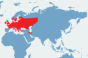 Żagniczka wiosenna, żagniczka zwyczajna - mapa występowania na świecie