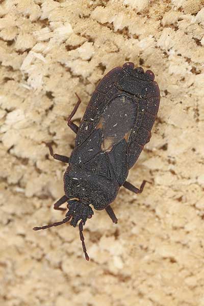 (Mezira tremulae)