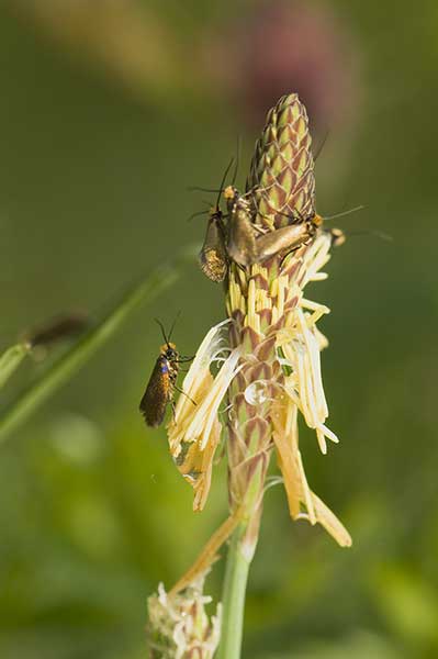 Skrzydliniak rudogłowy (Micropterix calthella)