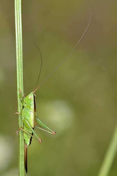 Miecznik ciemny (Conocephalus discolor)