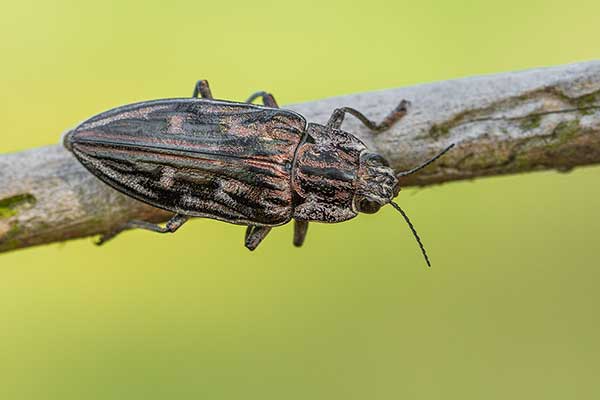 Miedziak sosnowiec (Chalcophora mariana)