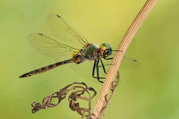 Miedziopierś żółtoplama (Somatochlora flavomaculata)