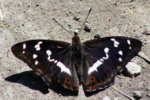 Mieniak tęczowiec (Apatura iris)