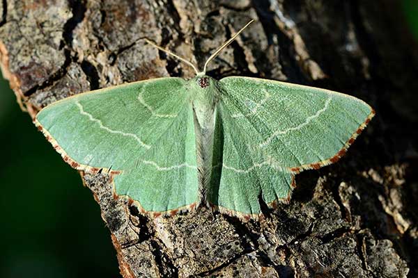 Miernik zieleniak (Geometra papilionaria)