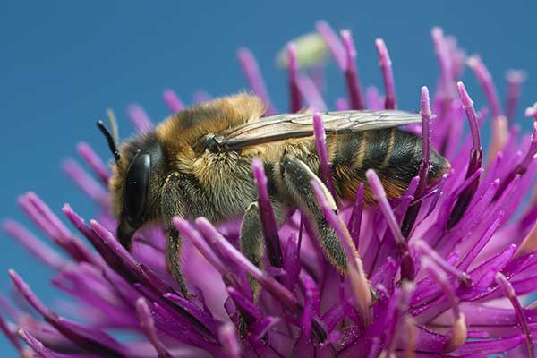 Miesierka chabrówka (Megachile lagopoda)