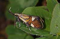 Alabonia geoffrella