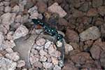 Ampulicidae