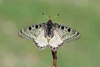 Archon apollinus