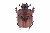 Bolbelasmus unicornis