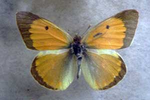 ikona