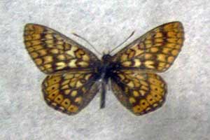 Przeplatka aurinia