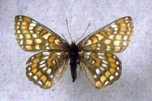 Przeplatka maturna