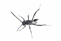Evania appendigaster