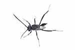Evaniidae