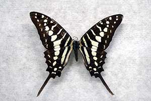Graphium policenes