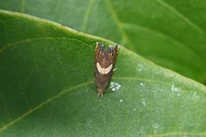 Grapholita lunulana