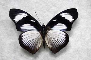 Hypolimnas anthedon