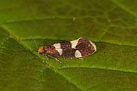 Lampronia capitella