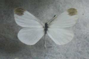 ikona