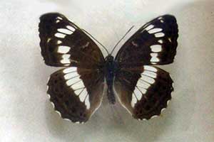 ikona