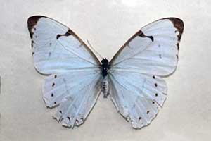 Morpho laertes