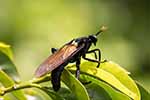 Mydidae