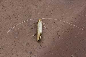 Nematopogon swammerdamella
