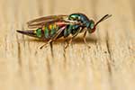 Ormyridae