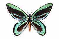 Samiec Ornithoptera alexandrae