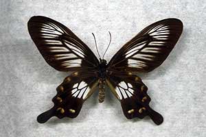 Pachliopta polyphontes