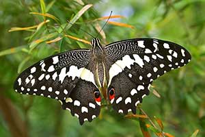 Papilio demodocus