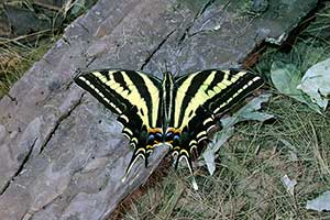 Papilio pilumnus