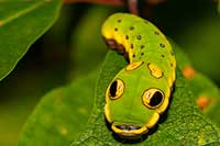 Larwa Papilio troilus