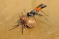 Priocnemis vulgaris