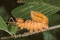 Larwa Potwora buczynówka