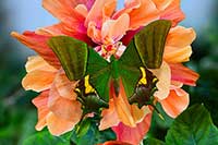 Samiec Teinopalpus imperialis