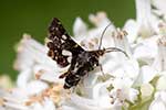 Thyrididae