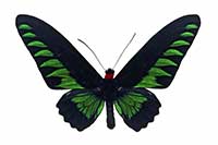 Samiec Trogonoptera brookiana