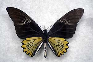 Troides amphrysus